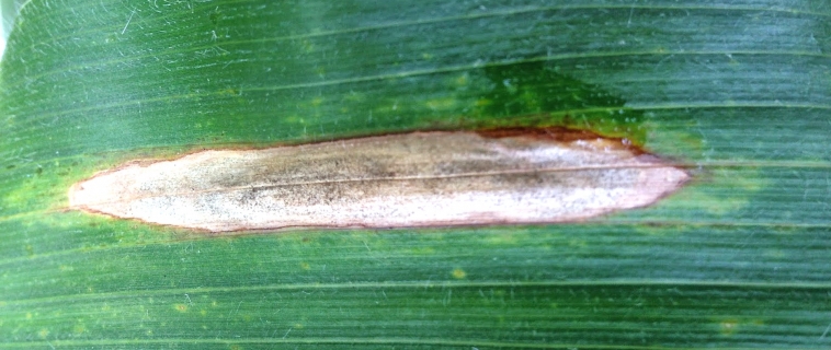 Corn Diseases Corn Diseases