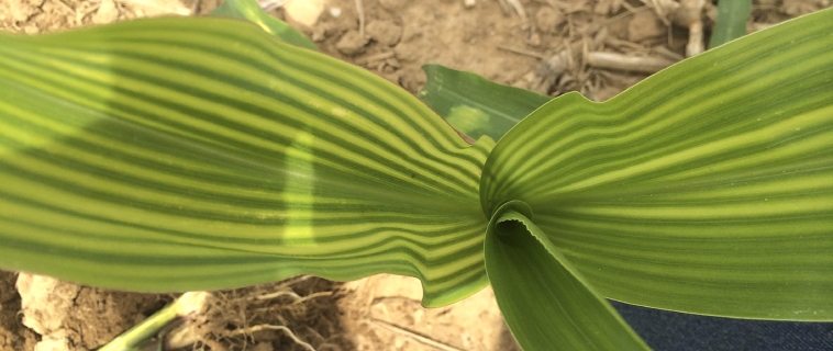 Nutrient Deficiencies Nutrient Deficiencies