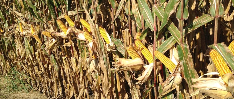 Hybrid Info Hybrid Info