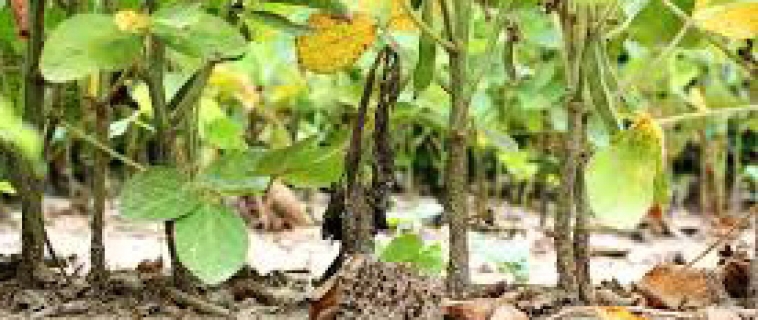 Soybean Diseases Soybean Diseases