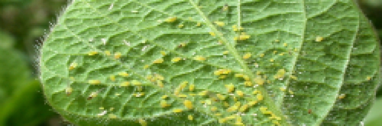Soybean Insects