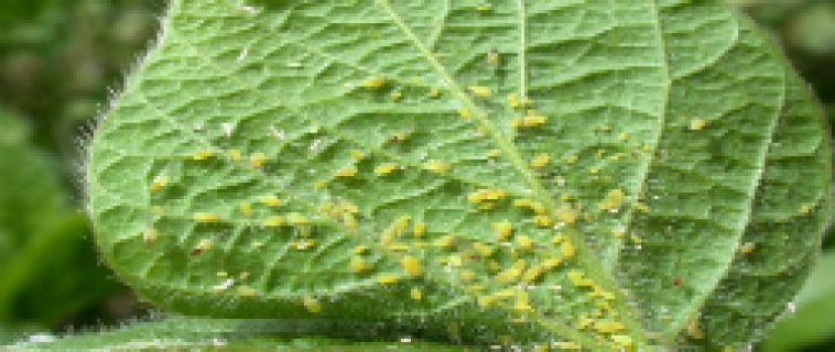 Soybean Insects Soybean Insects