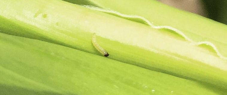 Corn Insects