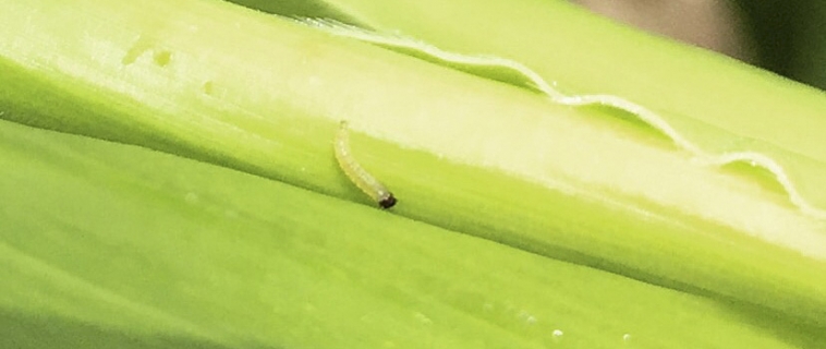 Corn Insects Corn Insects