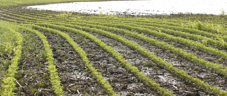 Replant Decisions Replant Decisions