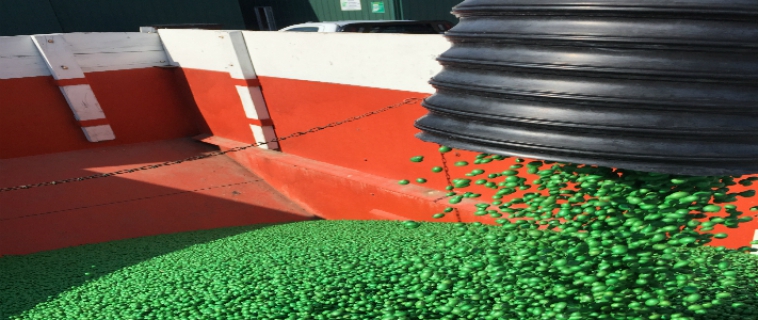 Seed Treatment Seed Treatment